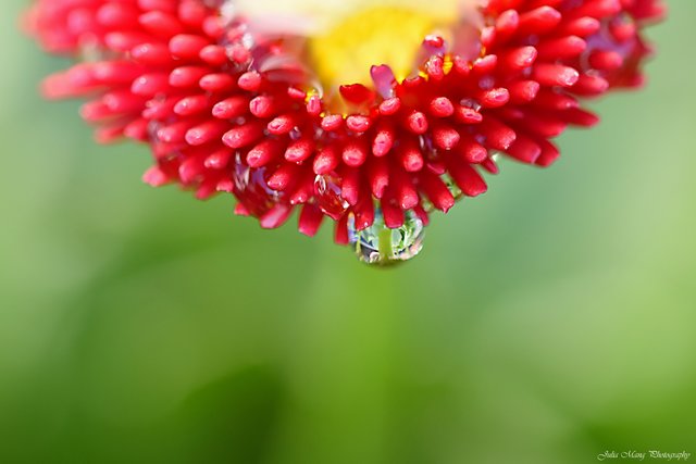 Tropfende Bellis nach Regen | Foto: Julia Mang