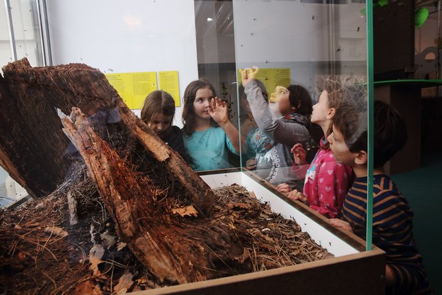 Vier belüftete Schaukästen gibt’s jetzt im Kindermuseum.  | Foto: ÖBf/Voglhuber/Studio Nu/ZOOM