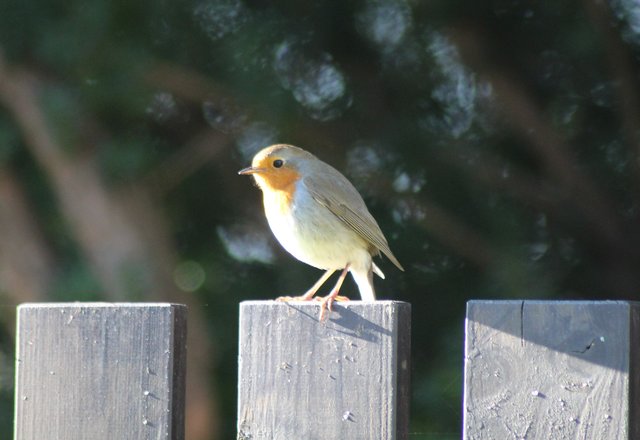 Rotkelchen am Frühlingsmorgen | Foto: Doris Rehling