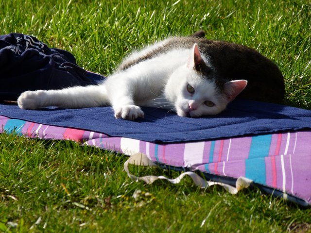 Nachbarskatze | Foto: Franz Pichler