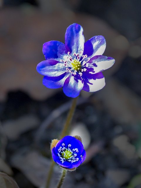 Die blaue Blume mit Tochter | Foto: Gottfried Rossmann