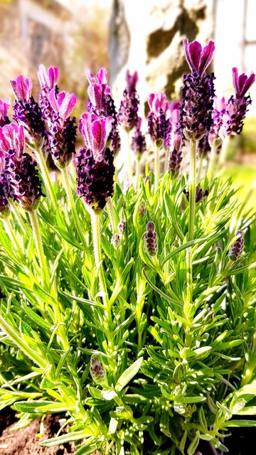 Lavendel | Foto: Johanna Theuretzb. 