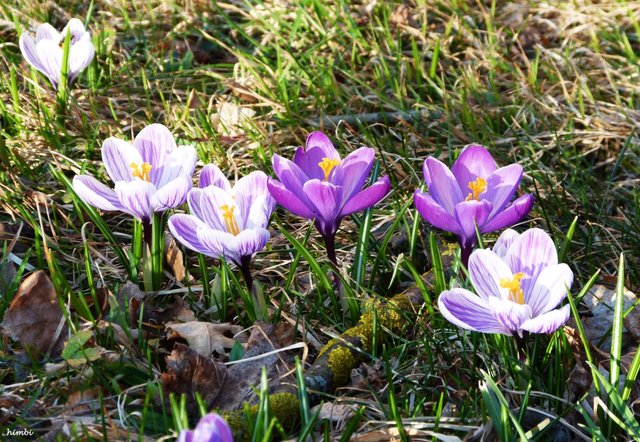 Krokusse | Foto: Silvia Himberger