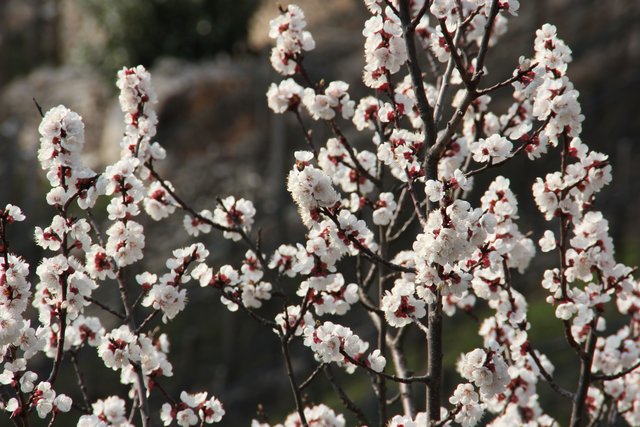 Marillenblüte | Foto: Hermann Gschwandegger