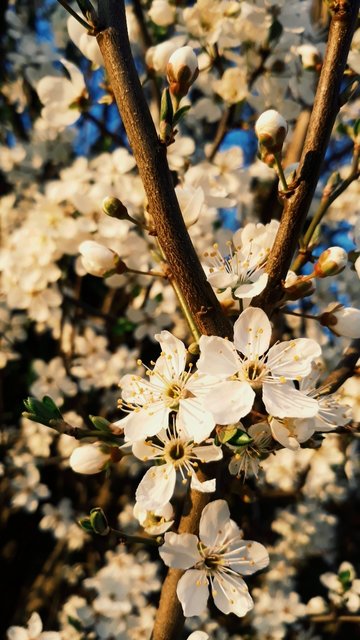 Frühling in Nahaufnahme | Foto: Michelle Hrudka