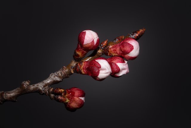 Man kann der Marillenblüte beim Größer werden zuschauen | Foto: Regina Schandl