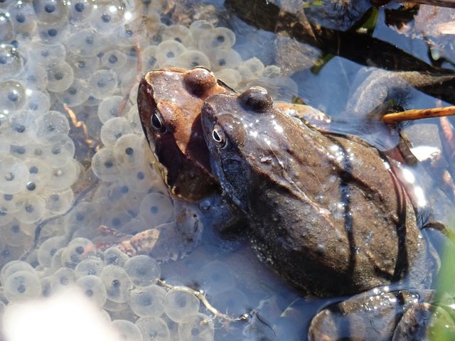 ..bei den Kröten | Foto: Eva Ullreich