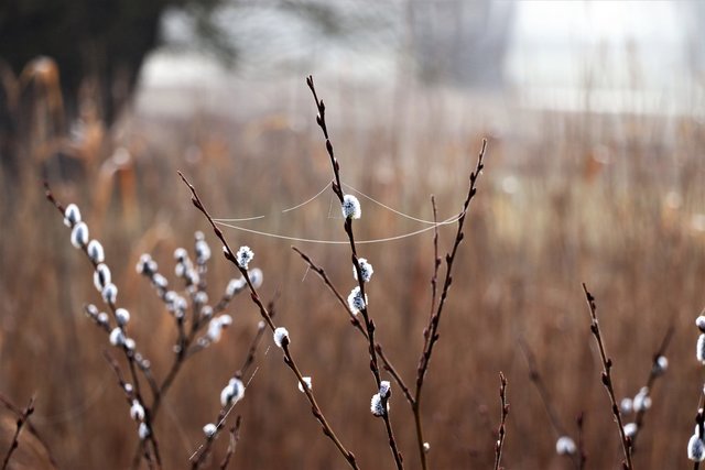Weiden in Drösing | Foto: Lilia Olchowa