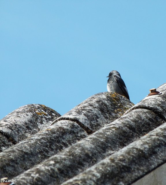 Hausrotschwanzmännchen | Foto: Silvia Himberger