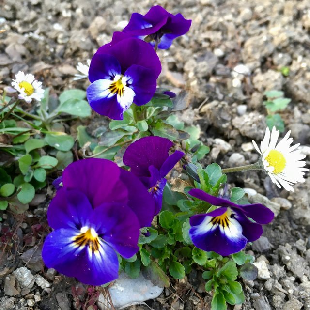 Frohlocket, der Frühling ist da | Foto: Ursula Anna Polgar