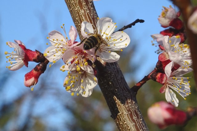 Köstlich | Foto: Dieter Volkert