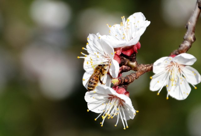 Frühling | Foto: Tini Vesely