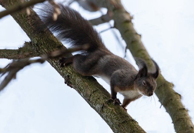 Eichhörnchen im Sturm | Foto: Thomas Berwein