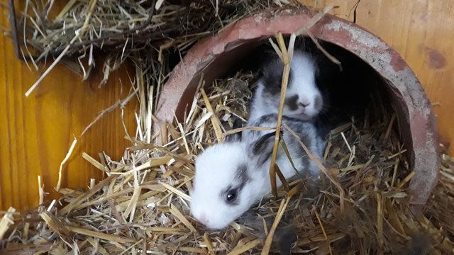 Ist schon Ostern?  | Foto: Franz Stockbauer