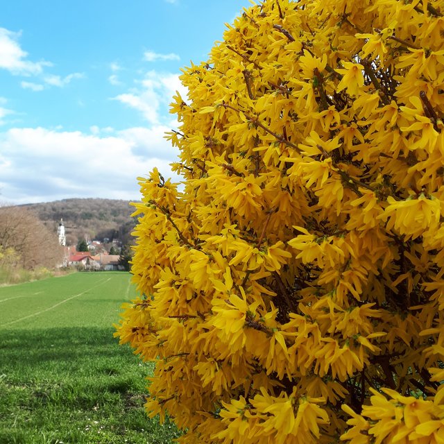 Frühlingsfarbe | Foto: Andreas Zwenig