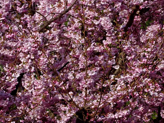 Blütenmeer | Foto: Dieter Volkert