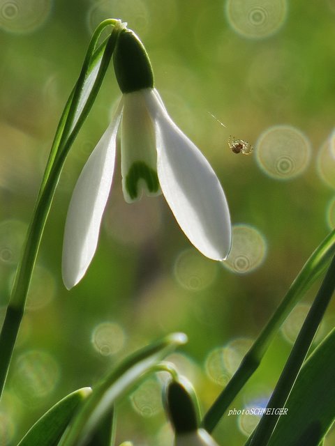 Seiltanz im Morgenlicht | Foto: Doris Schweiger