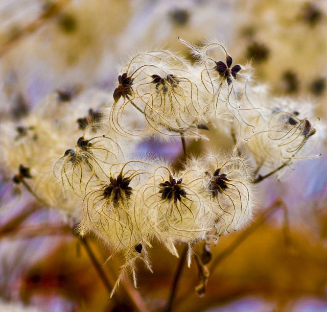 Winterflausch | Foto: Gottfried Rossmann