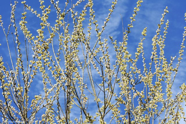 Kätzchen für die Bienen | Foto: Julia Mang