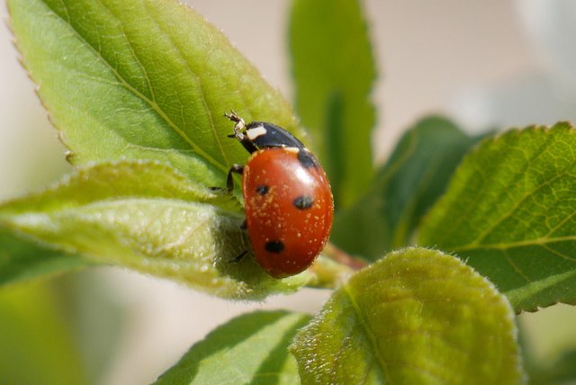 Kleine Tiere ganz groß | Foto: Sabine Mayer