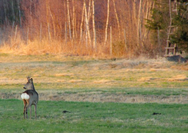 Ich fühle mich beobachtet | Foto: Dagmar Weisgram