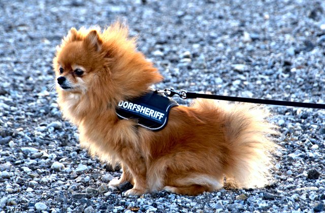 Little Sheriff | Foto: Josef Draxler