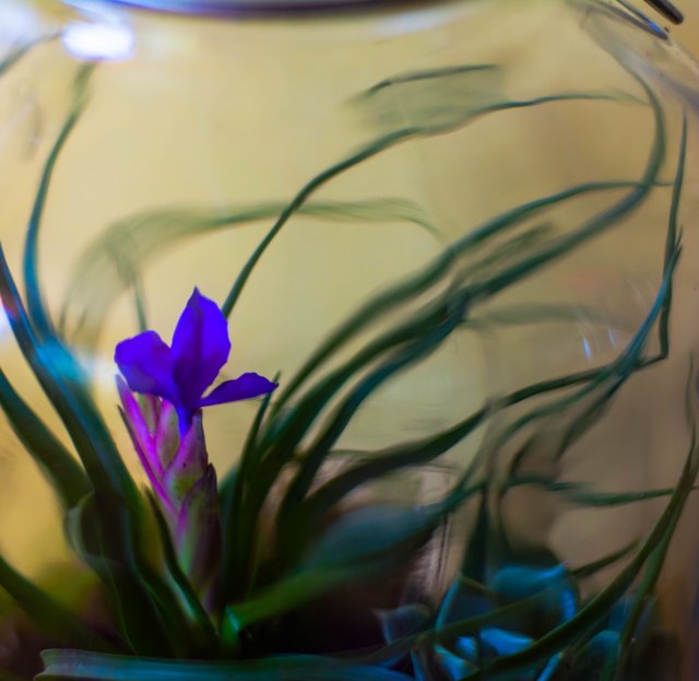 Es blüht in meinem Glasgarten | Foto: Kurt Dvoran