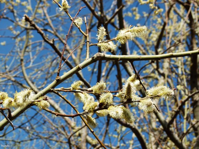 Palmkätzchen | Foto: Silvia Himberger