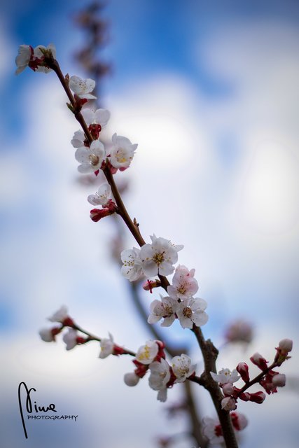 Marillenblüte | Foto: Nina Ebner