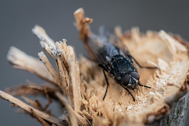 Warte bis ich dich kriege.. | Foto: Markus Auer