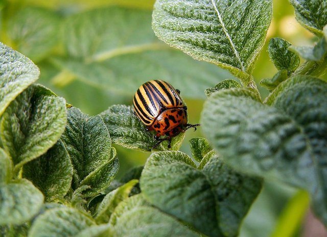 Der richtige Umgang mit Schädlingen im Garten ist für alle Gartenfreunde ein wichtiges Thema. | Foto: pixabay/zdenet