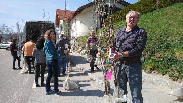 Rund 250 Obstbäume wurden in Forchtenstein ausgegeben | Foto: Gerger