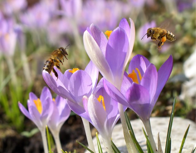 Das Projekt „Carnica Bienen-Schutzgebiet Mühlviertel-Böhmen“ wird gefördert.