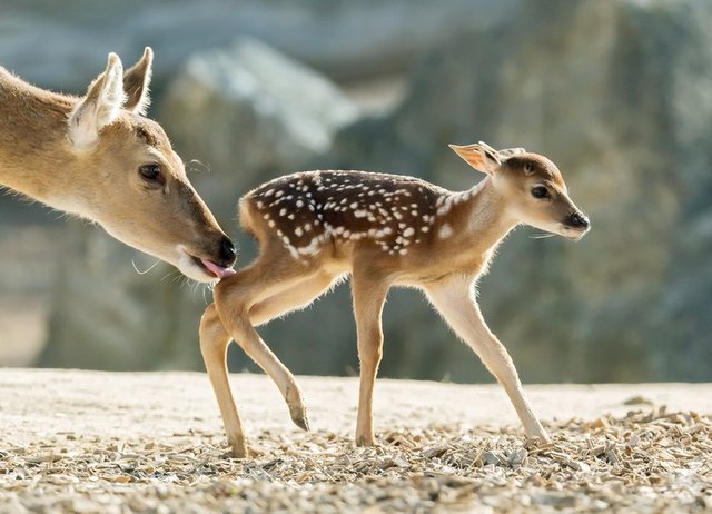 In freier Wildbahn sind die Vietnam-Sikahirsche ausgestorben. | Foto: Daniel Zupanc