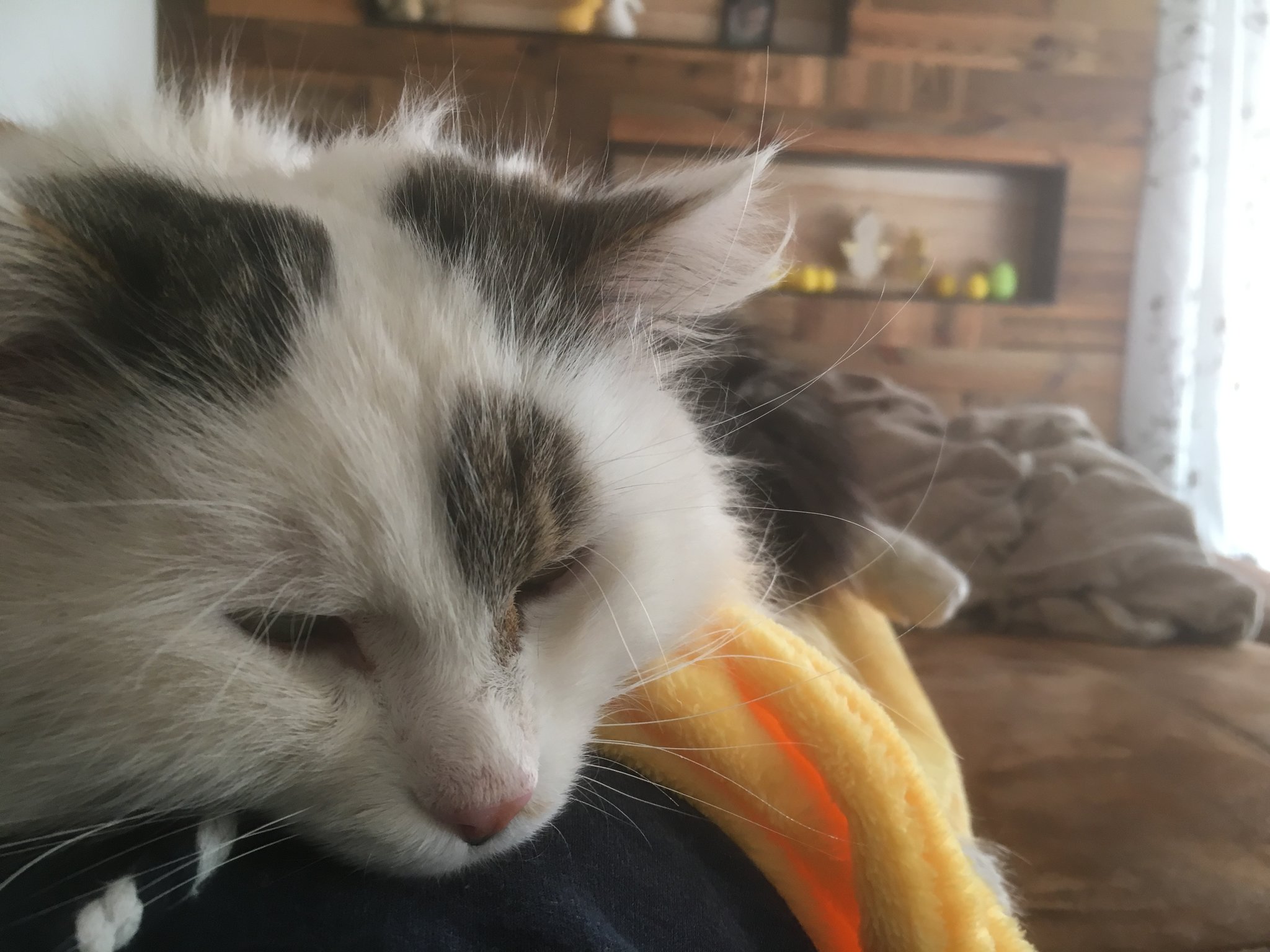 Einschläferung Katze in mit Kleinkalibergewehr angeschossen