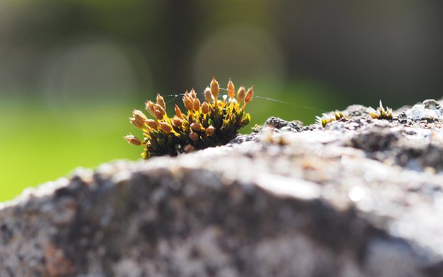 Kleine Welt ganz groß. Mit Makro geht es ganz nah ran ans Motiv. | Foto: SH Fotografie