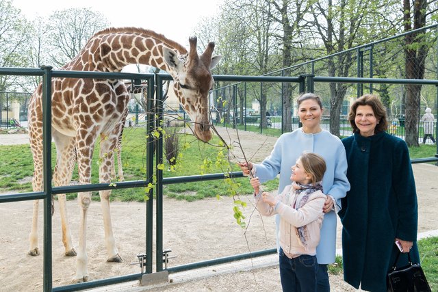 Die Giraffe hatte die königliche Familie zum Fressen gern. | Foto: Daniel Zupanc