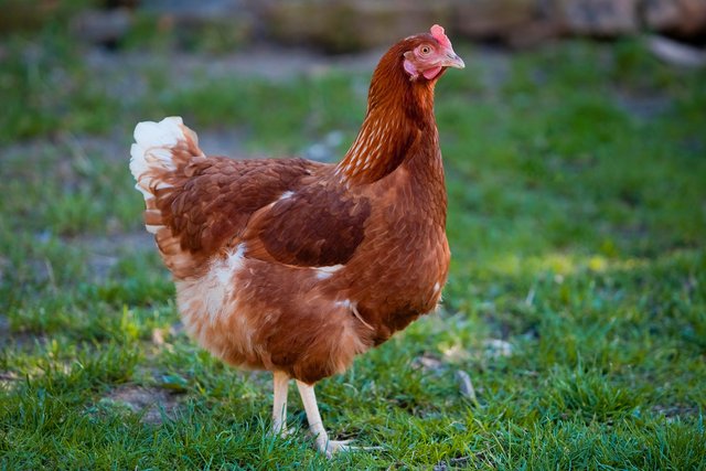 Freilandhaltung und Bio-Haltung erzeugen bei den Hühnern wenig Stress | Foto: Österr. Tierschutzverein