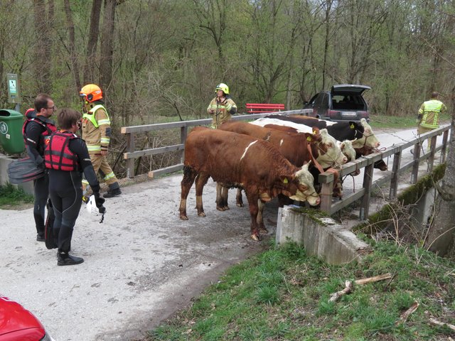 Sieben der insgesamt elf am Angerberg entlaufenen Kälber mussten aus dem Langkampfener Nasenbach gerettet werden.