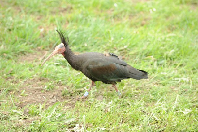 Zwischenstopp in der Marktgemeinde Kirchbach macht Waldrapp Greta im April 2019 | Foto: KruG