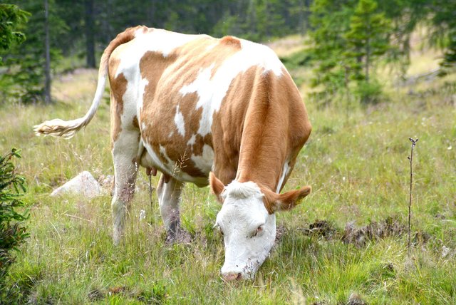 Hundekot im Gras gefährdet die Gesundheit der Tiere. | Foto: BBL