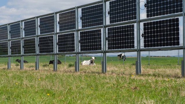 Senkrechte Montage von Photovoltaik auf der Weide | Foto: Next2Sun