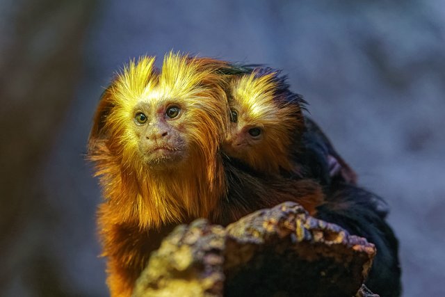Die kleinen Löwenkopfäffchen tragen ihren Nachwuchs sicher am Rücken durch das Tropenhaus.  | Foto: Zoo Schmiding/Stefan Schnauder