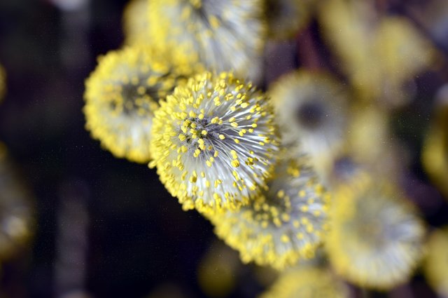 Pollen-Allergien: Für viele in Klagenfurt eine Qual. Derzeit sind noch Birken-Allergiker belastet, Anfang Mai beginnen die Gräser zu blühen