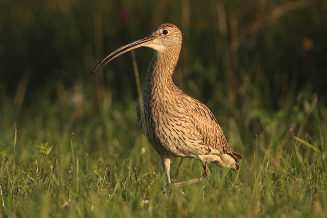 Auch der Große Brachvogel hat seinen Lebensraum in der "Welser Heide". | Foto: Josef Limberger