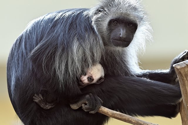 Foto: Tiergarten Schönbrunn/Norbert Potensky