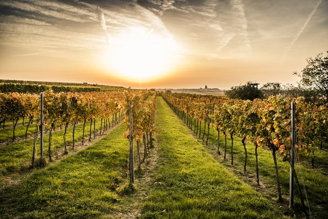 Landschaft am Wagram - Königsbrunn  | Foto: Donau Niederösterreich, Robert Herbst