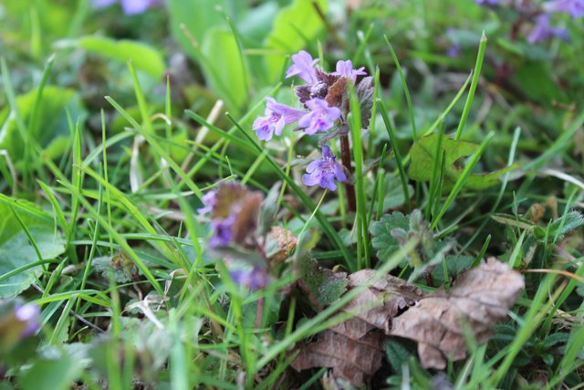 Aufessen statt ausreißen: Frühlingserwachen im Kräutergarten