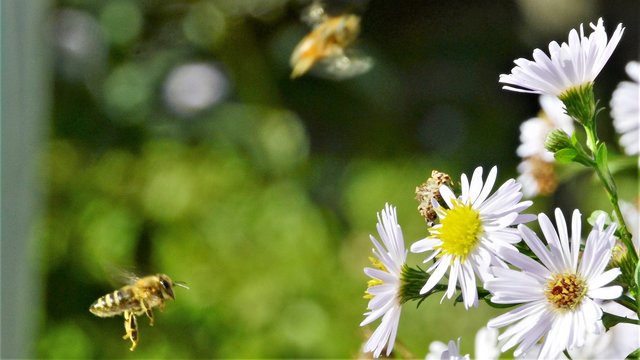 Gemeinden und Privatpersonen können unsere Ortschaften in blühende Insekten-Paradiese verwandeln | Foto: RAXmedia