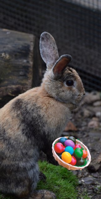 Der Osterhase liebt Festivals. Gewinnen Sie Freikarten!